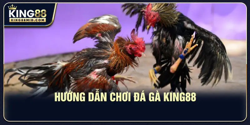 Hướng dẫn chơi đá gà King88